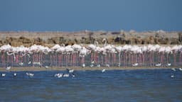 Saltpans on the Gulf of Gabes