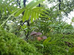 Oak, fern and fungi on the forest floor