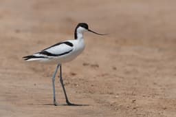Pied avocet on the pans