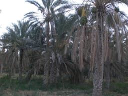 Kebili Oasis, another view