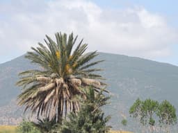 Jebel Ichkeul, another view