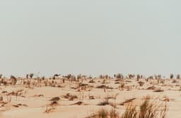 Inside Jebil National Park