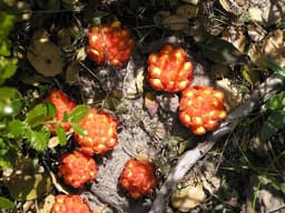 Cytinus hypocistis in the maquis