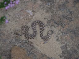 Horned viper on the mountain