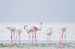 Flamingos on the shore at Guellala