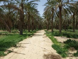 Douz Oasis, another view