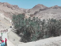 Chebika Oasis, another view