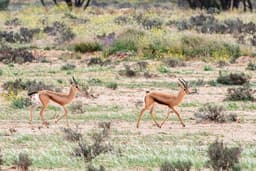 Dorcas gazelles in Bou Hedma